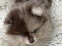 Pui spitz pomeranian diverse culori