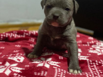 Pui staffordshire bullterrier/bull terrier diverse culori!