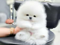 Pomeranian Mini Boo
