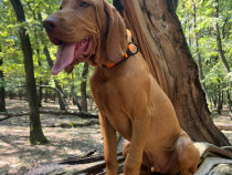 Catel Vizsla Maghiara