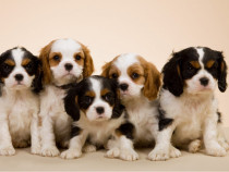 Pui Cavalier King Charles