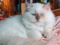 British Longhair Colorpoint Femela 1 an, sterilizata