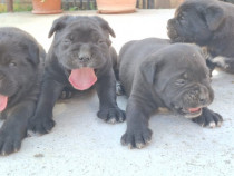 Pui Cane Corso 3 luni