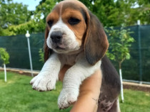 Pui Beagle Tricolor