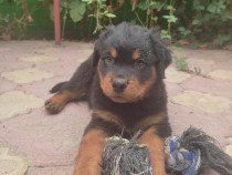 Pui Rottweiler mascul