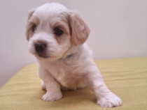 Disponibil Bichon maltez mini Toy