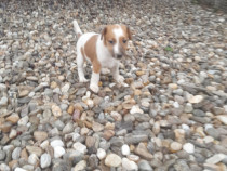 Fox Terrier par neted