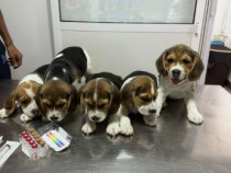 Catei beagle tricolor