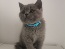 Pui British Shorthair