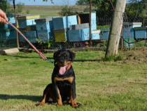 Femelă Rottweiler