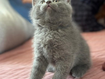 British Shorthair Blue