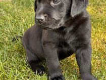 Pui labrador Retriever