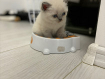 Puiuti British shorthair color point