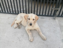 Căței labrador golden retriever