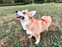 Catelusa Corgi minunata, 10 luni, Pedigree, cautam familie noua