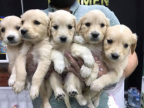 Golden retriever puiuți