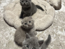 British shorthair pui