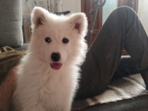 Femela Samoyed disponibila