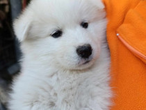 Pui Samoyed de vanzare