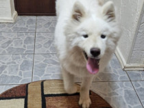 Samoyed 6 luni!!!