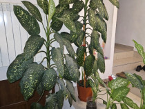 Planta de interior Dieffenbachia