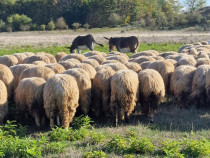 Animale oi, cal, măgar, câini