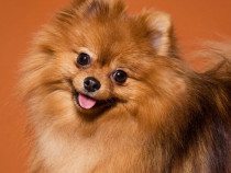 Ocazie,femela pomeranian orange.