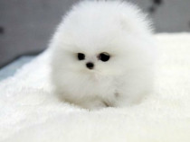 Pomeranian mini boo