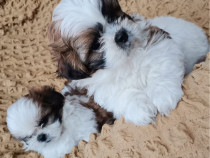 Cateii shih-tzu de vanzare