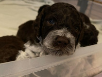 Căței Lagotto Romagnolo