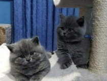 British shorthair puiuți