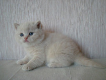 British shorthair crem superbi