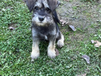 Pui schnauzer pitic