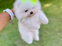 Pomeranian puppy teeacup mini boo