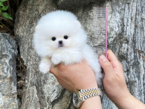 Pomeranian puppy boo