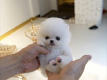 Pomeranian teeacup mini toy