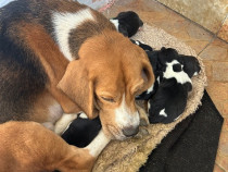 Căței beagle tricolor .