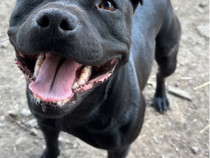 Staffordshire Bull Terrier