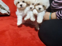 Bichon maltez 3 luni