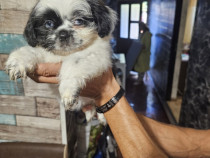 Căței bichon Shih Tzu