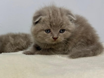 British /scottish fold minunati