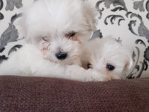 Pui bichon maltese albi