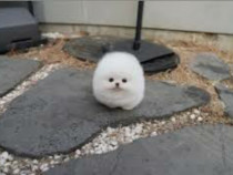 Pomeranian mini boo