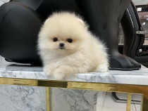 Pomeranian Puppyas mini boo disponibil