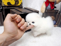 Pomeranian boo mini