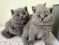 Tortie British Shorthair