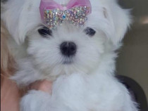 Pui Bichon Maltez mini toy