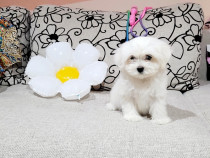 Bichon maltez toy