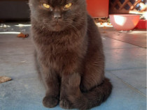 British shorthair