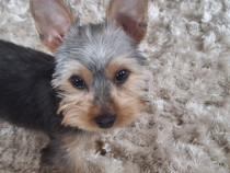 Yorkshire terrier